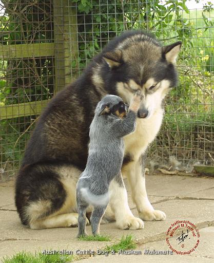 Alaskan Malamute 8T55D-11.JPG